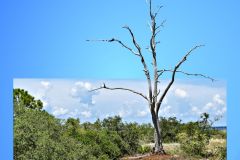 Bald Tree at Bald Point - 18" x 16" - YR 2024